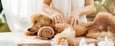 Benefits of Pet Massage