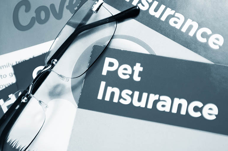 Choosing the Right Pet Insurance: A Comprehensive Guide - Sweeps.Pet ...