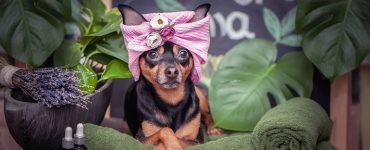Pet Spa and Resorts
