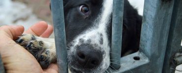 Adopt a Shelter Dog