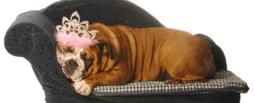 Do You Love to Spoil and Pamper Your Pet