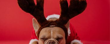 Holiday Gift Ideas for Pets