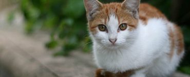 How to Deal with Lost Pets
