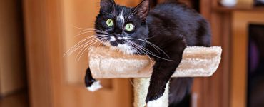 DIY Craft Cat Ideas