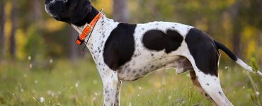 Keep Pets Safe with Budget GPS Solutions