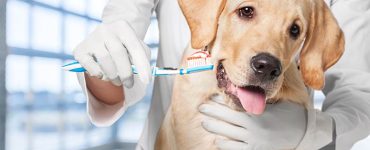 February is Pet Dental Care Month!