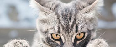 Understanding Cat Mystique