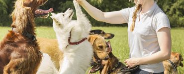 Finding the Right Dog Trainer