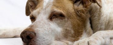 Helpful Tips to Care for Aging Dogs