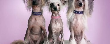 History of Dog Collars