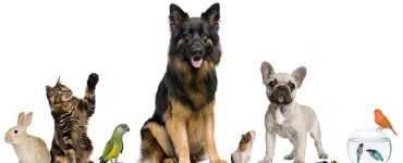 May is Pet Appreciation Month