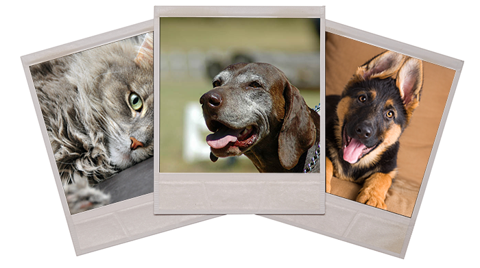 World Pet Memorial Day Observance