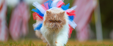 Dealing with Pets on 4th of July