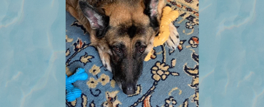 How to Help a Pet Grieving The Loss of Another Pet