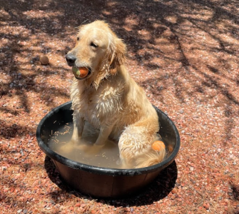 Quinn, the Cool Pet of Summer Contest WInner 2024