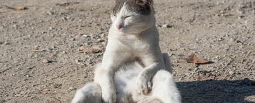 Funny Ways Cats Make Us Laugh