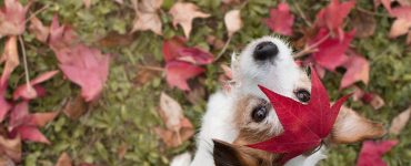 Prepare Your Pets for Fall 2024