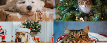 Budget Pet Gifts for the Holidays