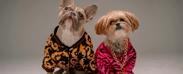 National Dress Up Your Pet Day