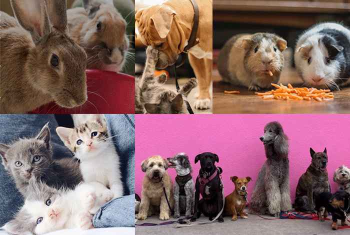National Pet Day April 11