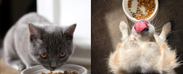 Top Pet Food Brands for Dogs and Cats