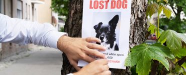 Find Lost Pets