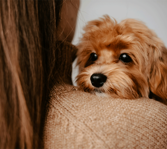 Microchip Your Pet