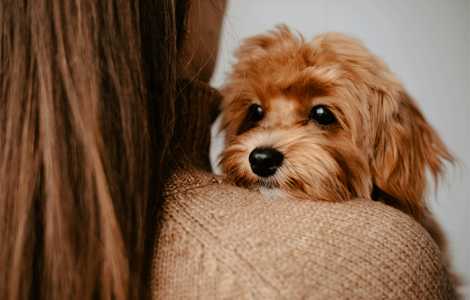 Microchip Your Pet