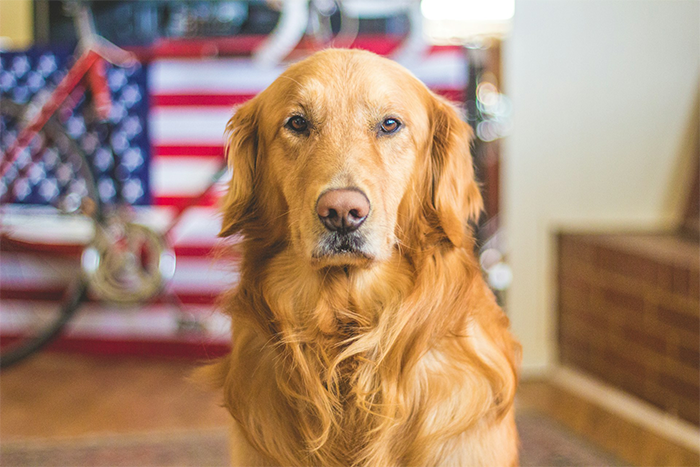 Tips to Keep Pets Safe 4th of July