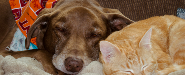 Creating Harmony in a Multi-Pet Household