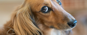 Dogs Are Legal Family!