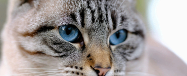 International Cat Day