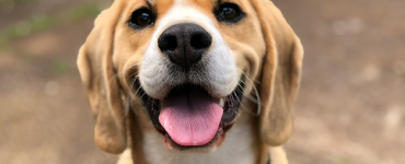 August is National Dog Month!