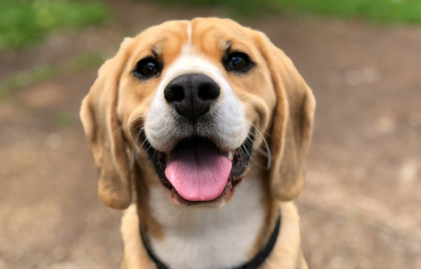 August is National Dog Month!