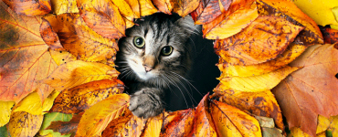 Autumn Pet Care Tips - Keeping Your Pets Happy, Safe and Healthy This Fall