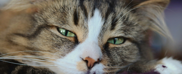September is Happy, Healthy Cat Month