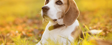 National Dog Week Last Full Week of September