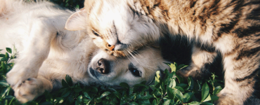 Dog Breeds Known for Getting Along with Cats