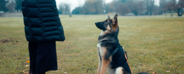 January is National Dog Training Month