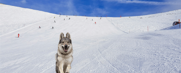 Wolfdog Nazgul Surprises Olympians in Cortina