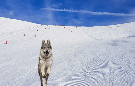 Wolfdog Nazgul Surprises Olympians in Cortina