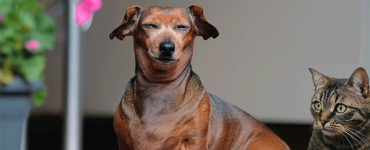 March is Pet Poison Prevention Awareness Month
