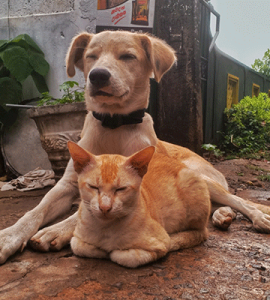 Owners Flee, Leaving Pets Behind in War-Torn Middle East