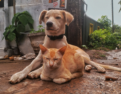 Owners Flee, Leaving Pets Behind in War-Torn Middle East