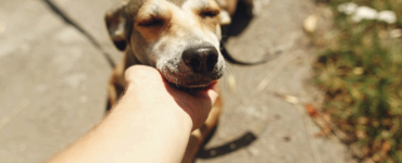 April 30th is Adopt a Shelter Pet Day