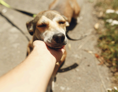 April 30th is Adopt a Shelter Pet Day