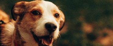 It’s National Rescue Dog Day, May 20th