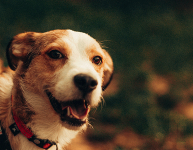 It’s National Rescue Dog Day, May 20th