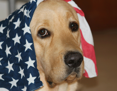 Keeping Pets Calm and Safe on the Fourth of July