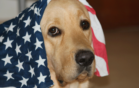Keeping Pets Calm and Safe on the Fourth of July